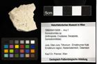 Foto (Objekt + Etiketten) von Goniodromites sp. 
